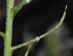 Image of Mojave halimolobos