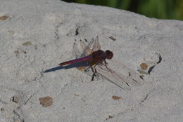 Image of Violet Dropwing