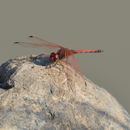 Image of Red-veined Dropwing