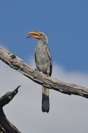 Image of Southern Yellow-billed Hornbill