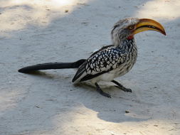 Image of Southern Yellow-billed Hornbill