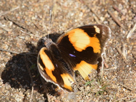 Imagem de Junonia hierta Fabricius 1798