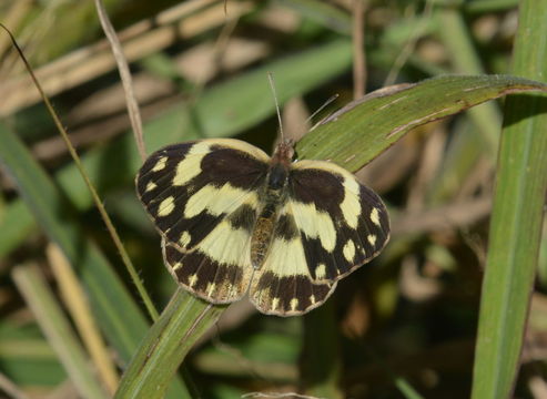 Слика од Pinacopteryx eriphia (Godart (1819))