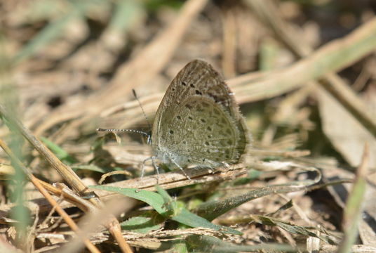 Image de Azuré de la surelle