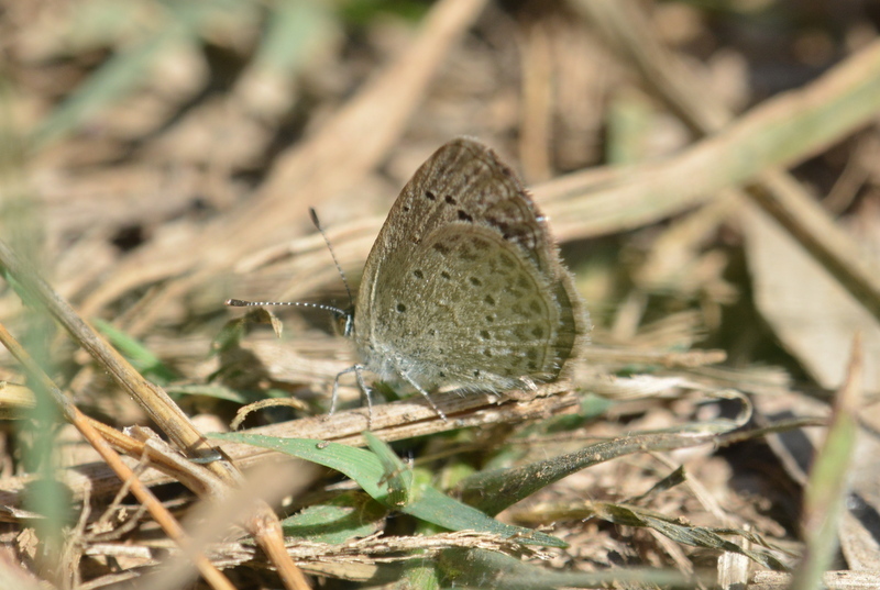 Image of Zizeeria knysna (Trimen 1862)