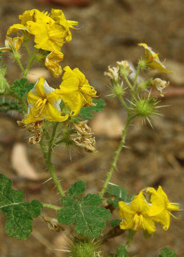 Image of <i>Solanum rostratum</i>