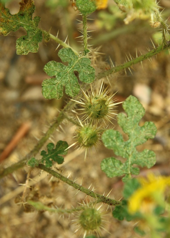 Image of <i>Solanum rostratum</i>