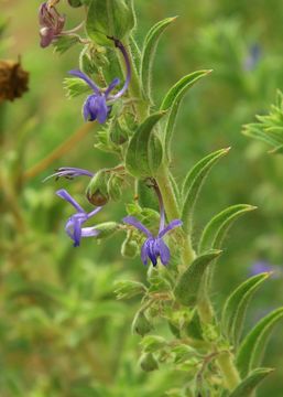 Trichostema lanceolatum Benth. resmi