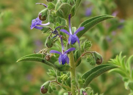 Trichostema lanceolatum Benth. resmi