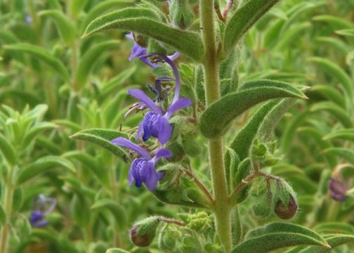 Image of vinegarweed