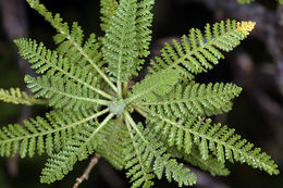 Sivun Chamaebatiaria millefolium (Torr.) Maxim. kuva