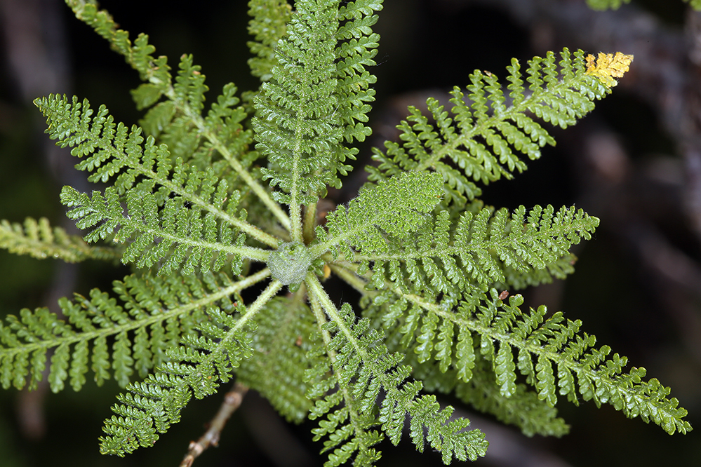 Chamaebatiaria millefolium (Torr.) Maxim. resmi