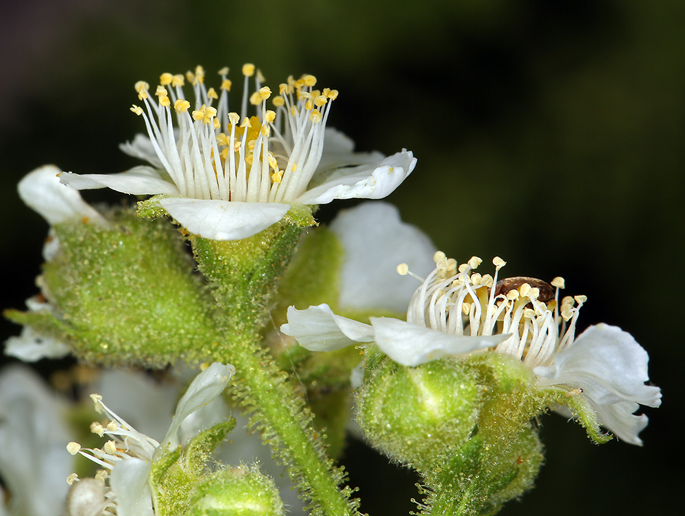 Chamaebatiaria millefolium (Torr.) Maxim. resmi