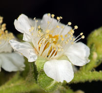 Chamaebatiaria millefolium (Torr.) Maxim. resmi