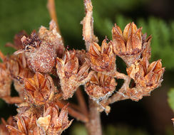 Chamaebatiaria millefolium (Torr.) Maxim. resmi