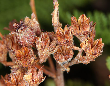 Image of desert sweet