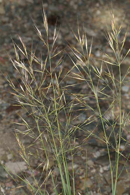 Image of pine needlegrass