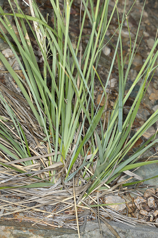 Image of pine needlegrass