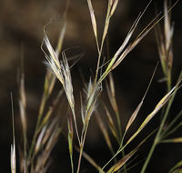 Image of pine needlegrass