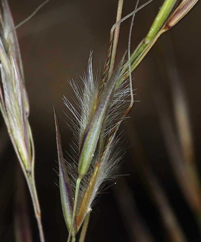 Image of pine needlegrass