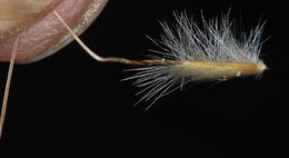 Image of pine needlegrass