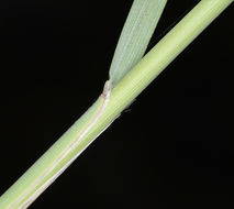 Image of pine needlegrass