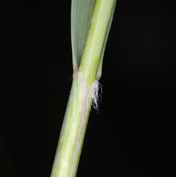 Image of pine needlegrass