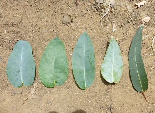 Imagem de Eucalyptus globulus Labill.