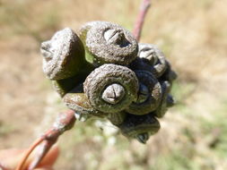 Imagem de Eucalyptus camaldulensis Dehnh.