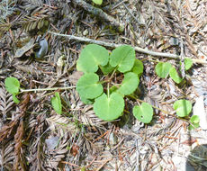 Image of Evergreen Violet