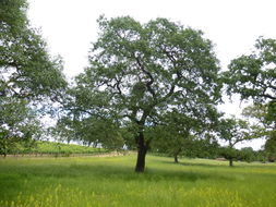 Image of California black oak