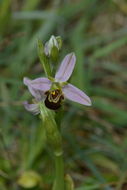 Image of Bee orchid