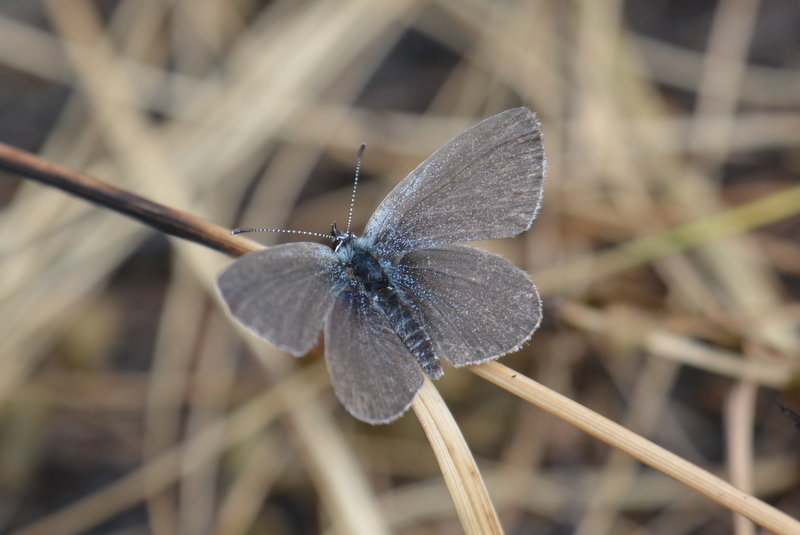 Image of small blue