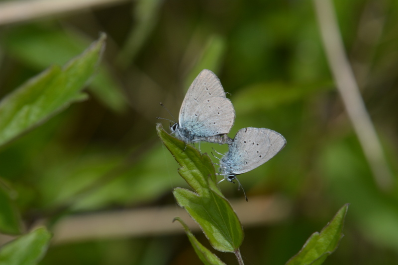 Image of small blue