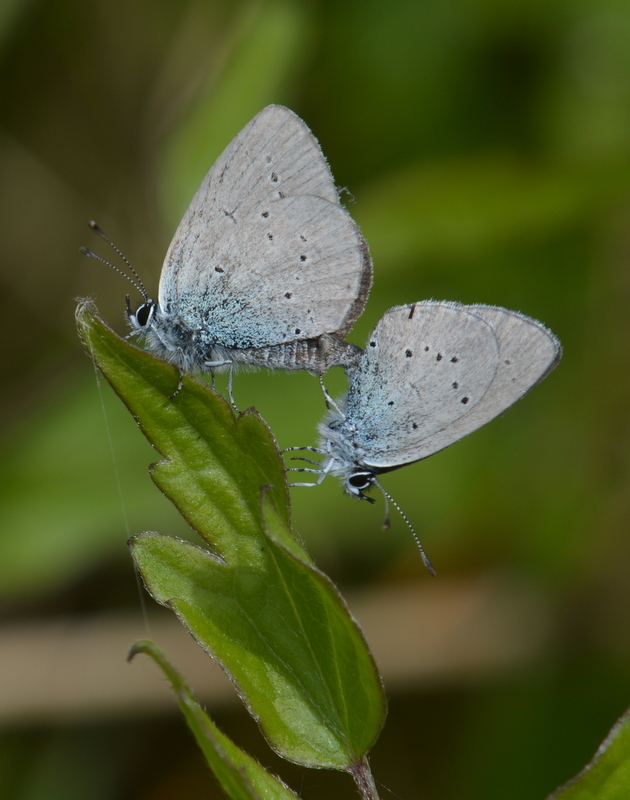 Image of small blue