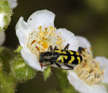 Sivun Chamaebatiaria millefolium (Torr.) Maxim. kuva