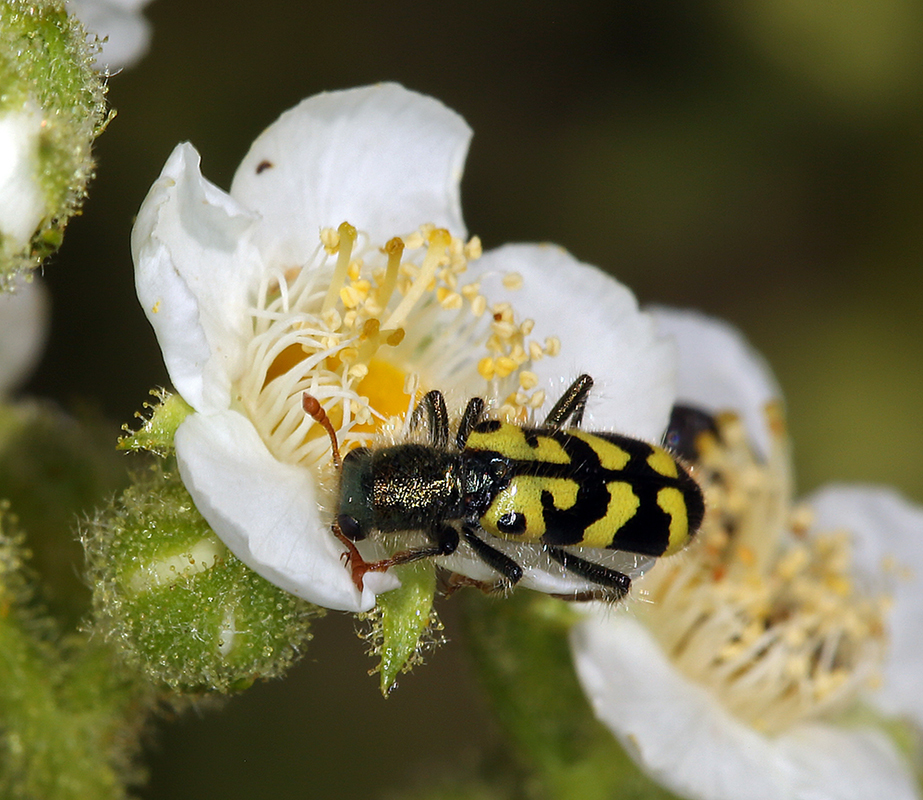 Sivun Chamaebatiaria millefolium (Torr.) Maxim. kuva