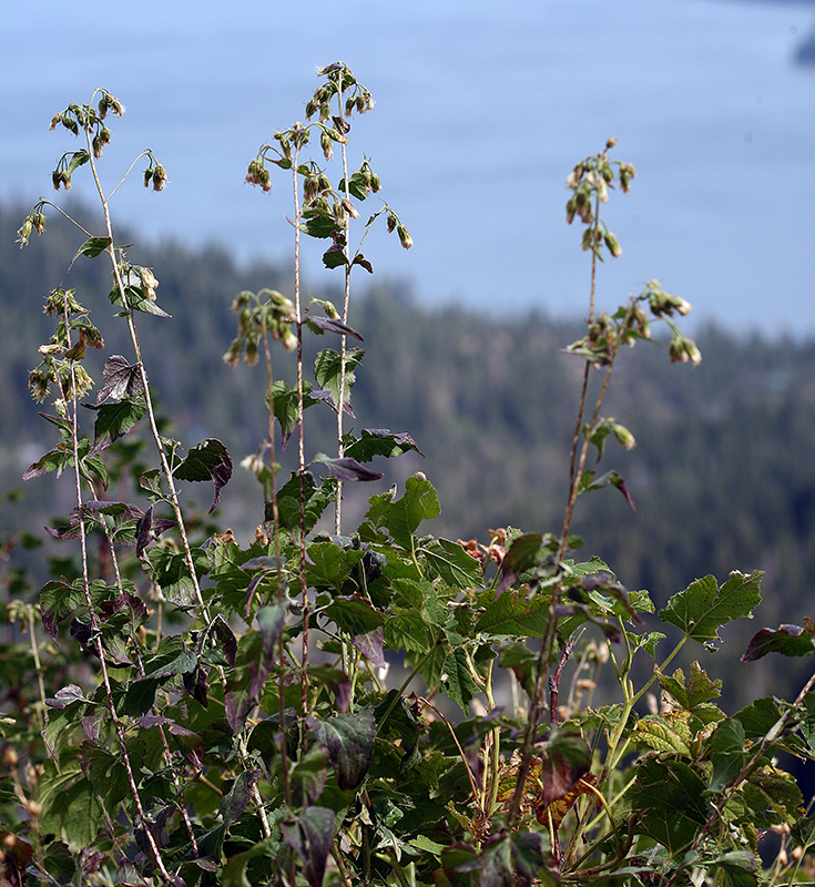 Image of tasselflower brickellbush