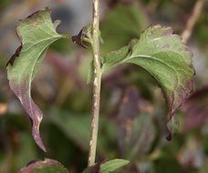 Image of tasselflower brickellbush