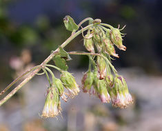 Image of tasselflower brickellbush