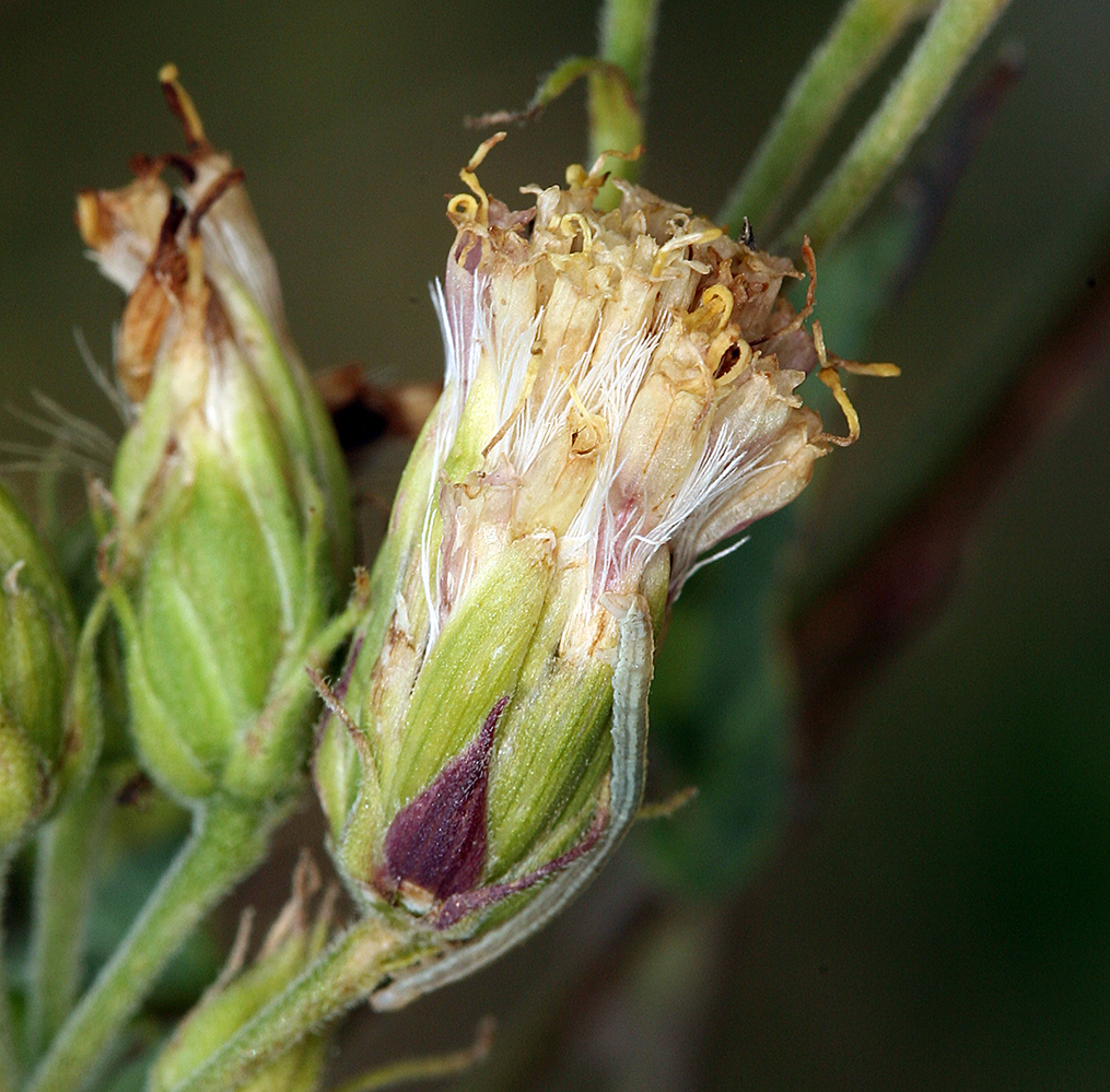 Image de Brickellia grandiflora (Hook.) Nutt.