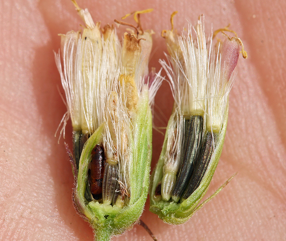 Image de Brickellia grandiflora (Hook.) Nutt.