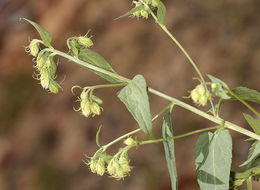 Image of tasselflower brickellbush