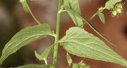 Image of tasselflower brickellbush