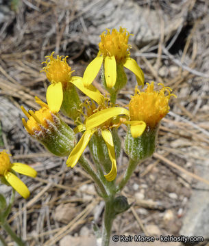 Image of San Bernardino Groundsel