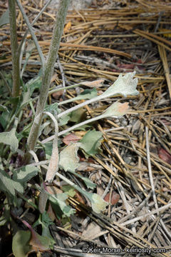 Image of San Bernardino Groundsel