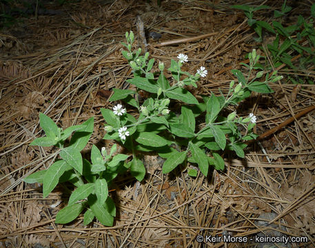 Image of Menzies' campion