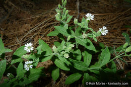 Image of Menzies' campion