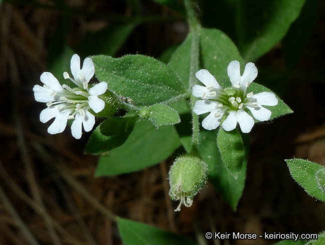 Image of Menzies' campion