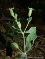 Image of Menzies' campion